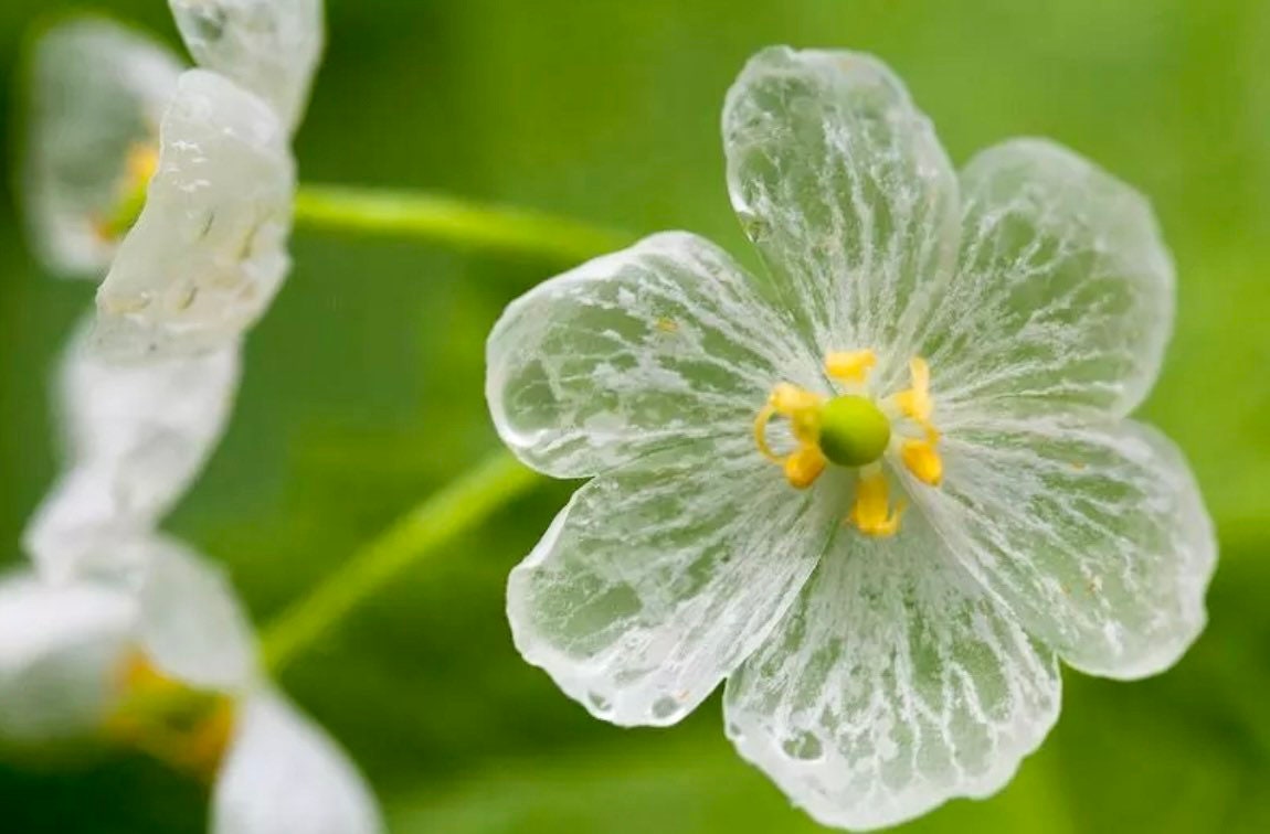 Skeleton Flower Seeds Crystal Flower Grays Double-leaf - Etsy