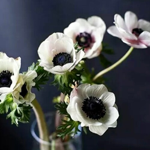 Skeleton Flower Seeds Crystal Flower Grays Doubleleaf Etsy