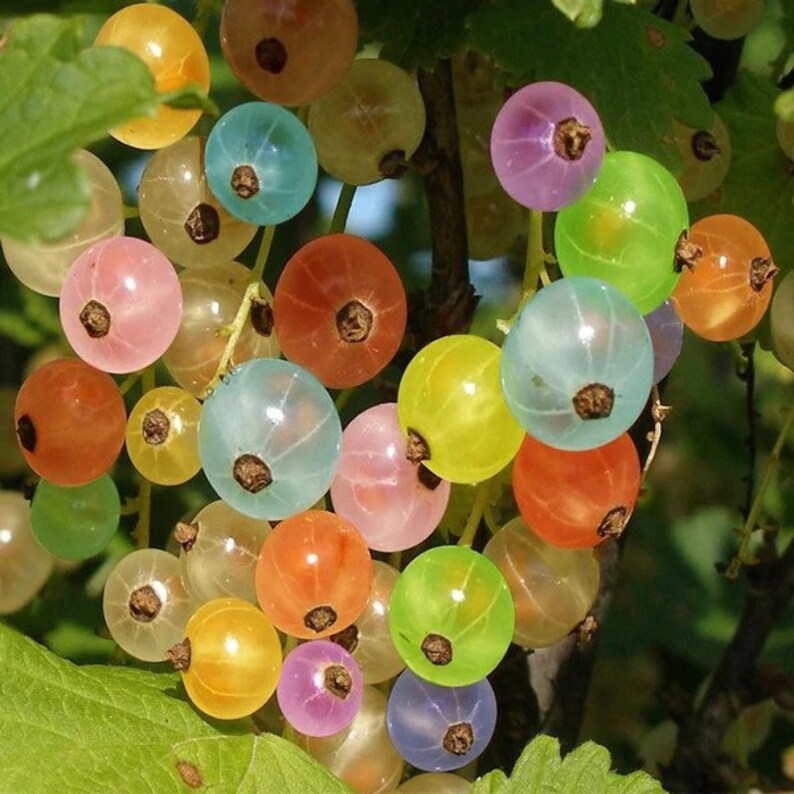Rainbow Cape Gooseberry Seeds Plants Garden Grow Your Etsy