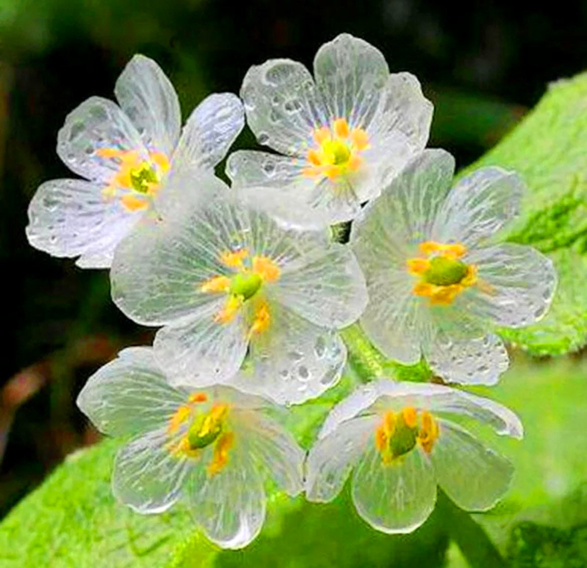 Skeleton Flower Seeds Crystal Flower Grays Doubleleaf Etsy