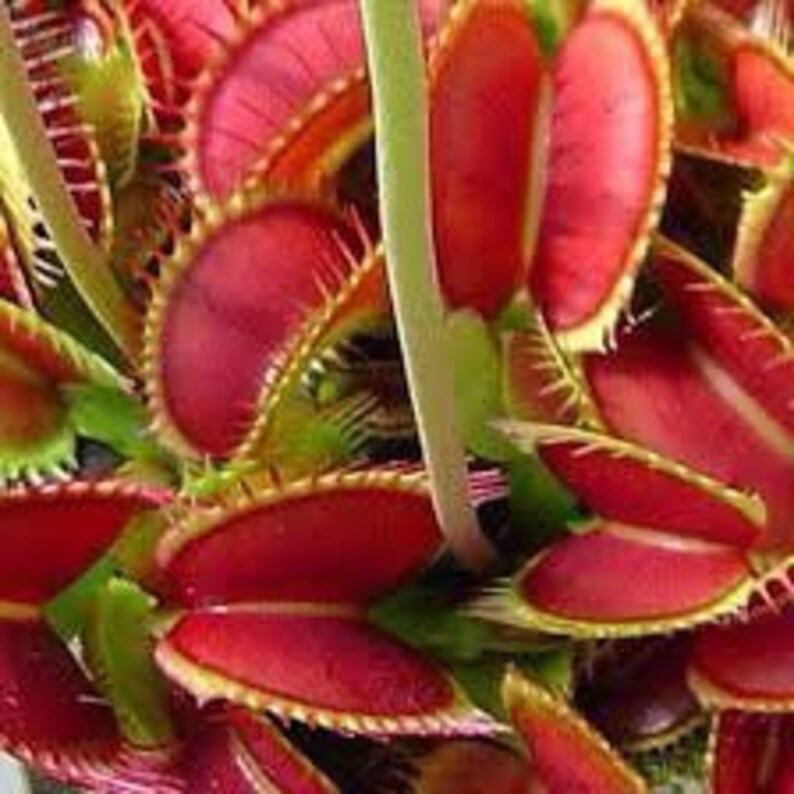 Variety Venus Flytrap Starter Grow Kits the Seeds of Giants Etsy Canada