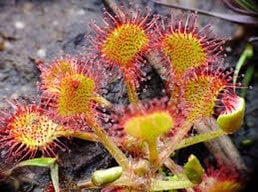 Drosera Rotundifolia Seeds ~ Roundleaf Sundew ~ Carnivorous Plants ~ Sundews ~