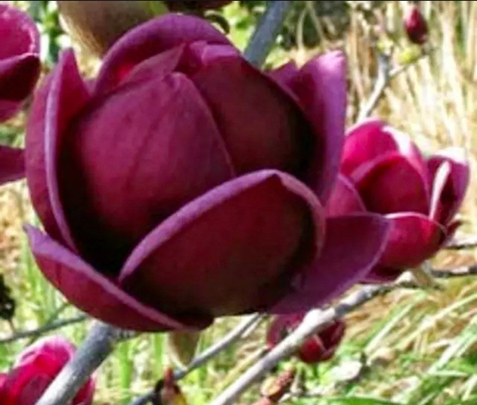 Genie Dark Red Yulan Magnolia Tree Seeds Fragrant Flowers Etsy Australia