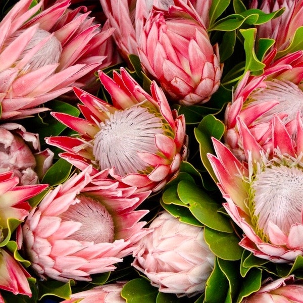 Aubrey Top Queen Protea