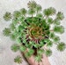 Oxalis Palmifrons Seeds ~ Palm Leaf Oxalis ~ Palm-leaf False Shamrock ~ False Shamrock ~ Gift Ideas 