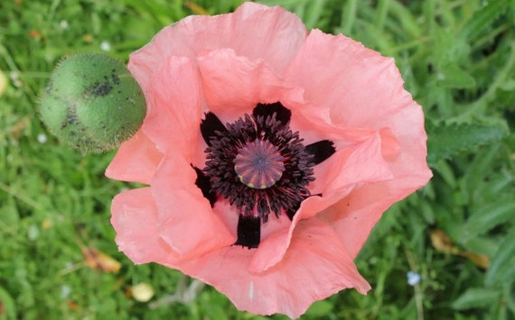 spider poppy - Buy spider poppy at Best Price in Malaysia