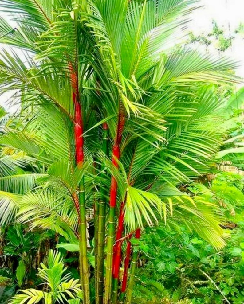 Red Lipstick Palm Tree Seeds Cyrtostachys Renda Fountain Etsy