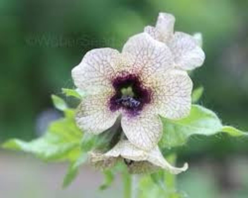 Black Henbane Seeds Nightshade Hyoscyamus Niger the - Etsy UK