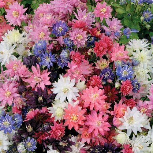Tall Double Mix Columbine Seeds~ Flower ~ Perennial Flowers ~ Blooms ~ Grow Your