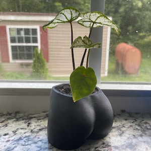 May include: A small houseplant in a black, butt-shaped planter. The plant has green and white veined leaves. The planter is sitting on a white windowsill with a view of a house and trees in the background.