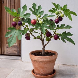 May include: A potted fig tree bearing ripe figs in shades of green, purple, and red. The tree features large, green, lobed leaves and is planted in a terracotta pot with a matching saucer. The background is a white wall and a wooden door.