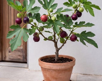 3 esquejes vivos de higuera, múltiples variedades raras de higuera, injertos de árboles frutales de fácil enraizamiento, favoritos para huertos domésticos.