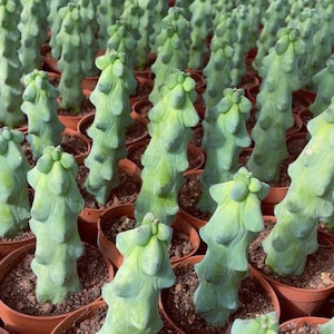Lophocereus schottii - Etsy sterreich