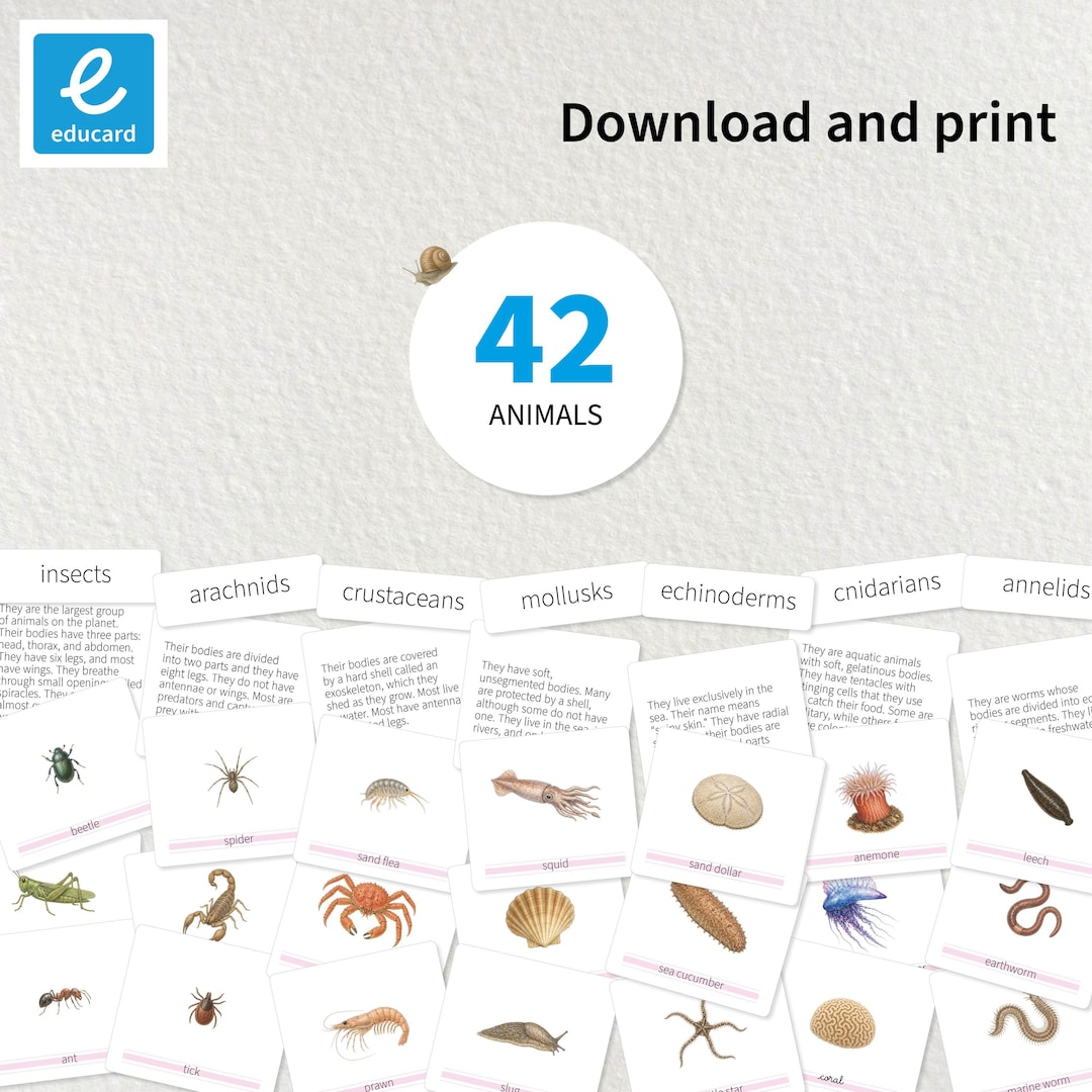 Invertebrate Classification | Insects, Mollusks & More | Educational ...