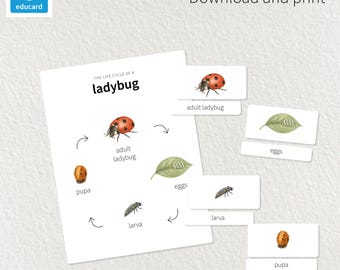 Ciclo de vida de la mariquita / chinita / vaquita de San Antonio / catarina / Material educativo imprimible / Montessori / Homeschool