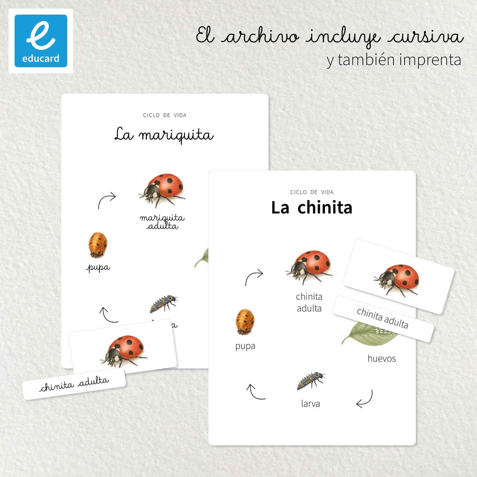 Ladybug Life Cycle in Spanish / Printable Educational Material ...