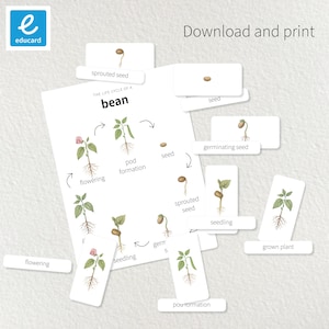 Puede incluir: Diagrama educativo que ilustra el ciclo de vida de una judía. Incluye etapas como semilla, plántula y floración. También se ve el texto "Download and print".
