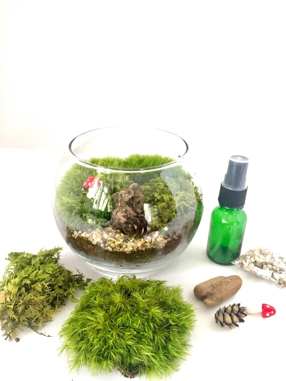 Complete Terrarium Kit Etsy