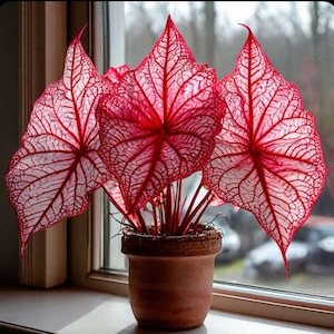 Caladium &#39;Florida Sweetheart&#39; Bulbs | 2 Bulbs | Pink Heart-Shaped Leaves