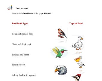Bird Beaks Worksheet - Types and Functions -Science Activity