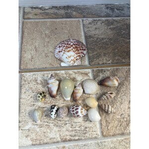 Könnte beinhalten: Eine Sammlung von Muscheln in verschiedenen Formen, Größen und Farben. Die Muscheln umfassen eine große, fächerförmige Muschel mit braunen und weißen Mustern sowie mehrere spiralförmige und abgerundete Muscheln. Die Muscheln sind auf einer gefliesten Oberfläche angeordnet.