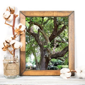 Oak Tree In The Park 7659 Digital Download Wall Art 11x14 and 16x20