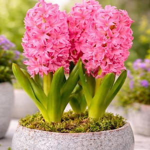 May include: Close-up of pink hyacinth flowers in a gray stone pot. The flowers are in full bloom, with vibrant pink petals and green leaves. The pot is filled with moss. Other potted plants are in the background.
