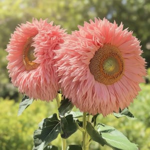 50 Pink Teddy Bear Sunflower Seeds | RARE Enchanting Giant Fluffy Blooms | Double Petal, High Germination, Garden Gift, Unique Cut Flower