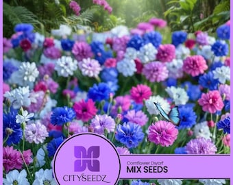Cornflower Dwarf Mix Seeds – Bachelor Button Flowers | 250 Seeds | Best Seller | Buy 4 Best Offer
