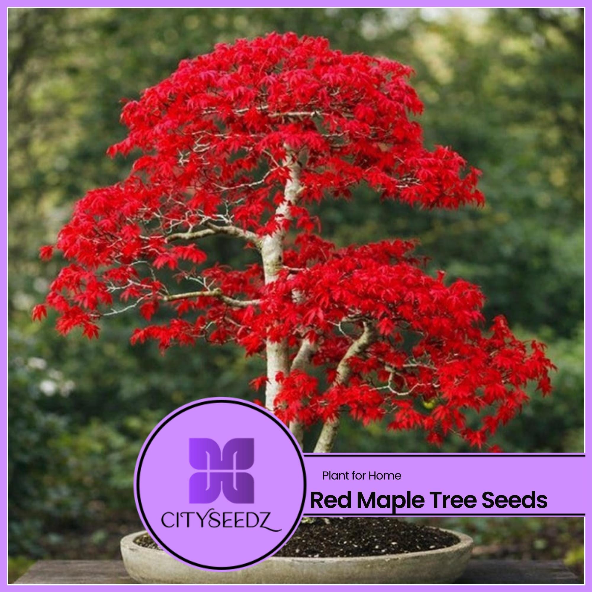 elastica plant Ficus Ruby (Ficus elastica 'Ruby') main image 1