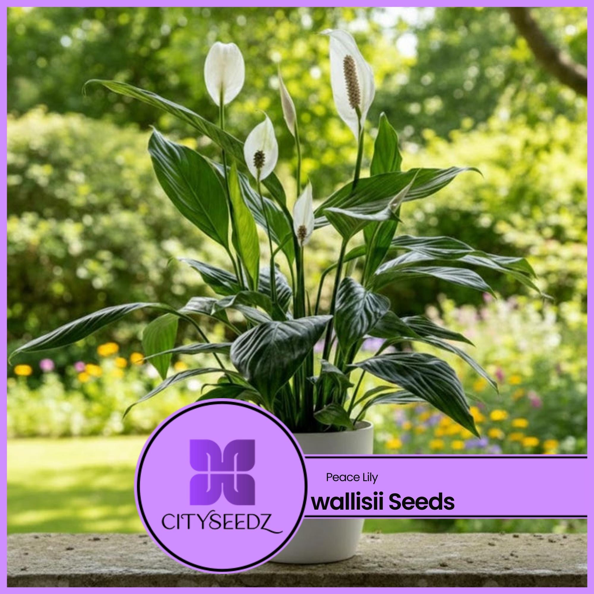 watering a philodendron 2024 Guide to Philodendron Birkin Care main image 0