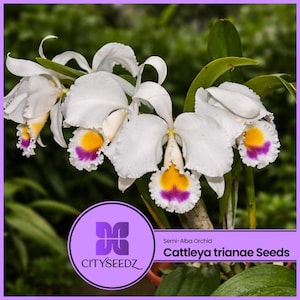 Cattleya trianae Semi-Alba Orchid | Species Orchid with Two Active Growths | 5.5” Pot | Collector Plant