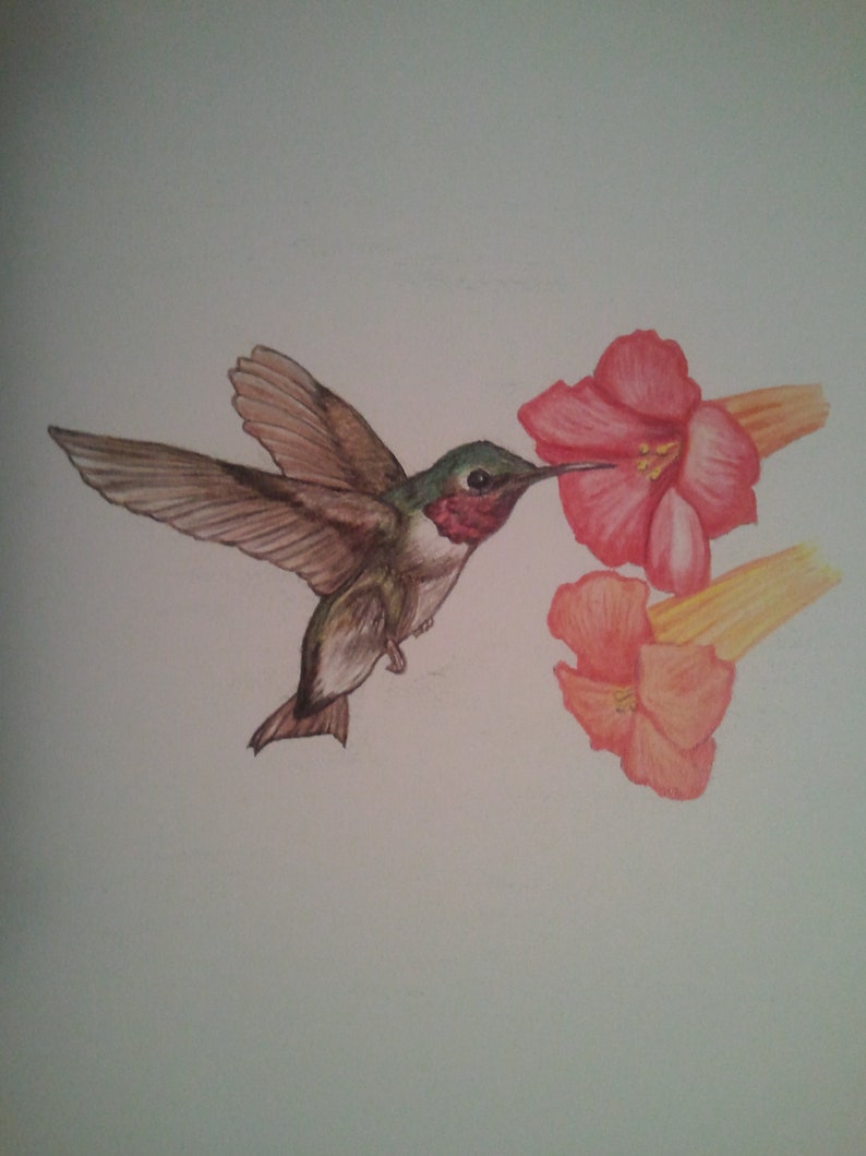 Hummingbird Original Color Pencil Drawing Nature Painter 