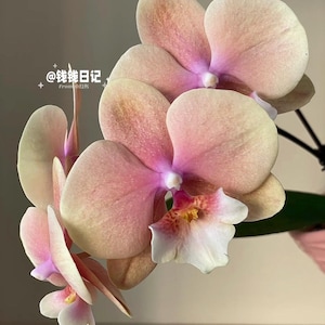 May include: A close-up of an orchid in full bloom, showcasing large, delicate petals. The petals transition from a soft pink to a creamy beige, with a vibrant purple centre. The flower's lip is white with red and yellow accents. The image includes Chinese text.