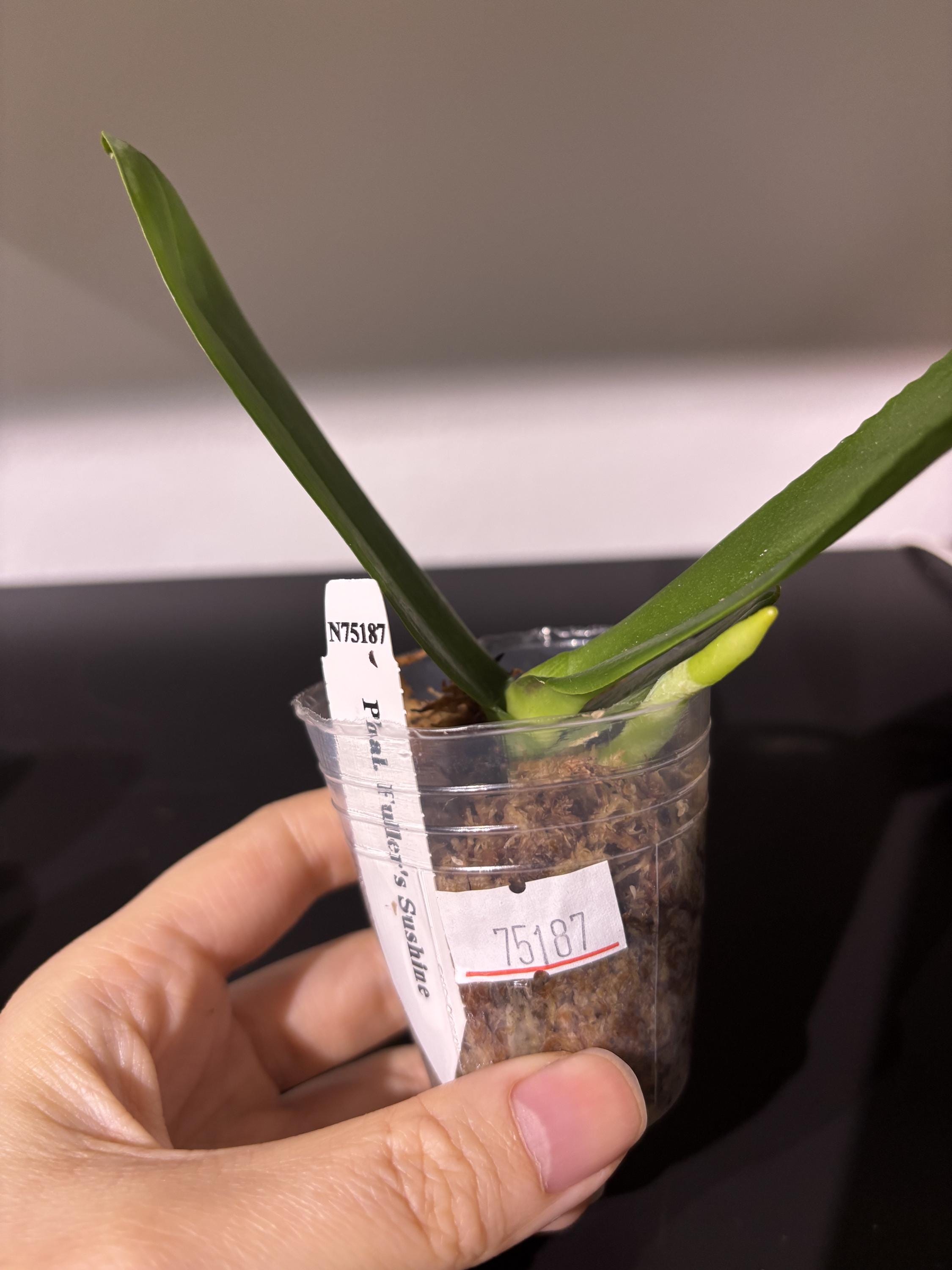 Phal. Fuller Sunshine N75187 富乐巧克力 Rare Phalaenopsis | Orchid