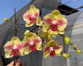 Phal. Fangmei A hot (Peloric)  火眼悟空 Rare Phalaenopsis | Blooming Size Orchid | Live Orchid Plant