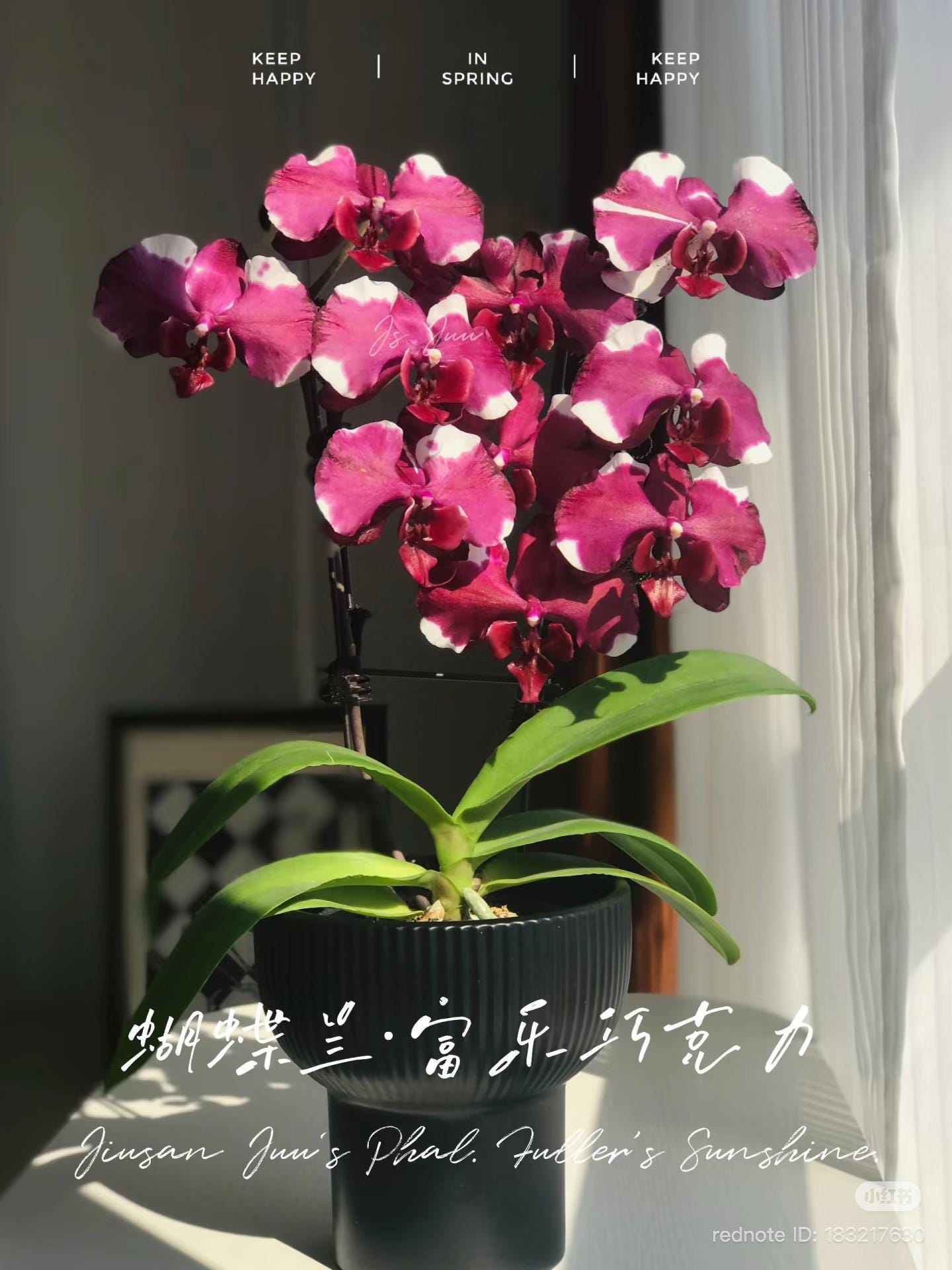 Phal. Fuller Sunshine N75187 富乐巧克力 Rare Phalaenopsis | Orchid