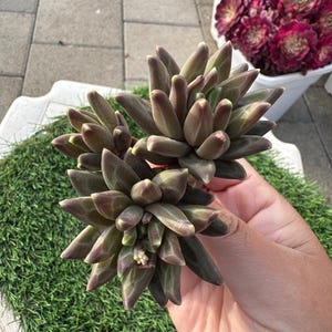 Imported live rare succulent Echeveria Pachyphytum “ Van Goth Athens” cluster