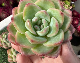 Imported live rare succulent Echeveria  “puff”2.5-3”