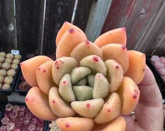 Imported live rare succulent Echeveria  “Golden City” size 3-3.5”