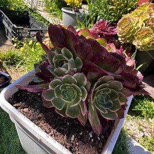 May include: A close-up of a succulent plant in a white square pot. The plant has green and burgundy leaves with pink edges. The pot is filled with soil and is sitting on green grass.