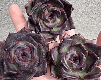 Imported live rare succulent Echeveria  “ Black swan” size 2”