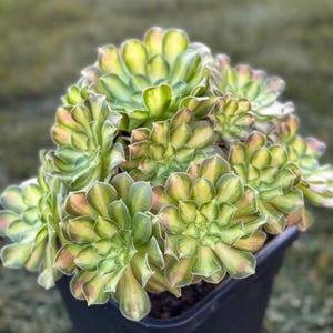 zamioculcas zamiifolia variegata Variegated ZZ Plant- Zamioculcas Zamiifolia Variegata - beautiful succulent