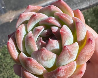 Imported live rare succulent Echeveria  “Soul fairy” size 2-2.5”