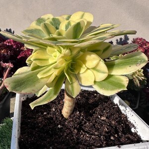 Imported live succulent aeonium “Maybach ” cluster in gallon size pot