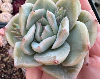 Imported live rare succulent Echeveria  “Long Eyelashes hybrid ” 2.5-3”