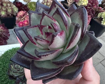 Imported live rare succulent Echeveria agavoides  “ black ebony ” large single head