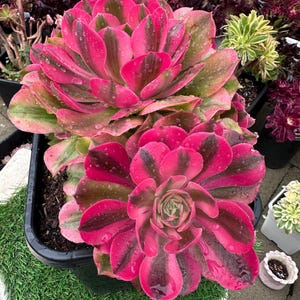 May include: Close-up of a vibrant succulent plant with pink and green variegated leaves. The plant is in a black pot, surrounded by other succulents in various colors. Water droplets are visible on the leaves, adding a fresh look.