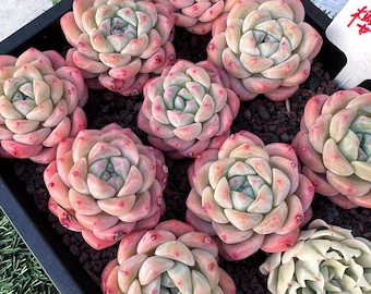Imported live rare succulent Echeveria  “ Sakura dream ”