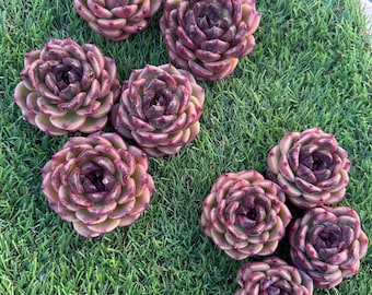 Imported live rare succulent Echeveria  “ purple spirit ” 2-2.5”